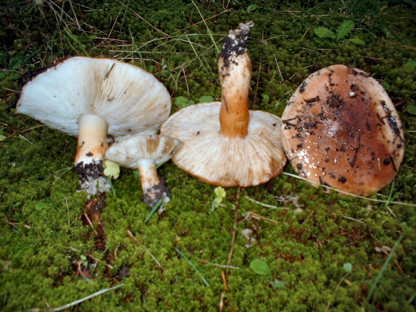 Tricholoma pessundatum ??